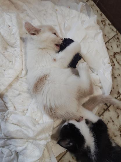 Chamallow chaton crème est allongée sur le côté un jouet entre ses pattes. On voit la tête de Réglisse chaton noir et blanc attraper la queue de Chamallow