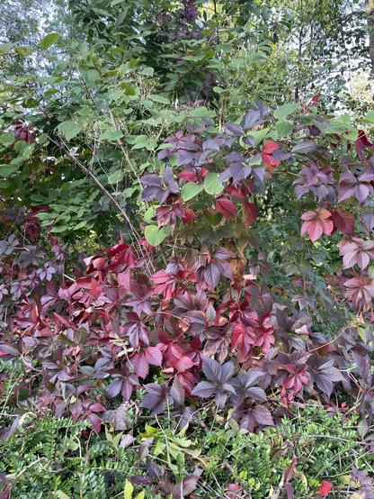 Des feuilles rouges