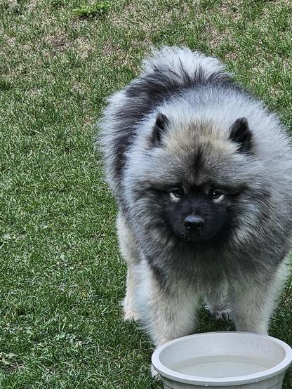 A Keeshond, a long haired medium sized dog of the Spitz family of dogs stands on a small grassy hill with a water bowl un front of him. He's looking off camera, probably because someone has food.