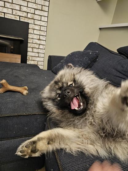 A Keeshond, a long haired medium sized dog of the Spitz family, who is also an agent of Chaos and perhaps harbinger of the end times, is rolling over getting some belly scratches before he ends the universe with just an overwhelming amount of floofiness.