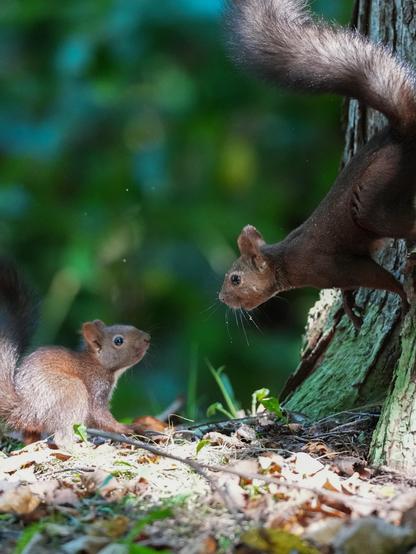 two red asian squirrels on tree branches looking at each other