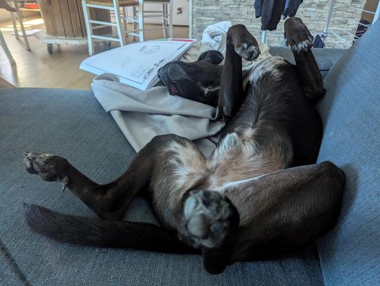 Un chien noir au poitrail blanc fait la sieste les quatre pattes en l'air, tordu comme un C sur un canapé.