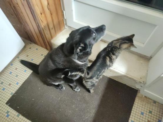 La photo montre une chienne noire de taille moyenne et à sa droite, un chat tigré, tous les deux sur un tapis gris foncé. Ils regardent tous les deux en direction d'une porte-fenêtre blanche. Le chat a posé ses pattes avant sur la marche peinte en blanc.
