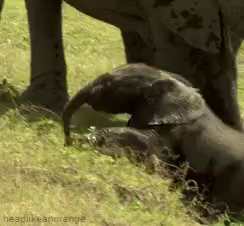 Un bébé éléphant glisse à reculons dans une rivière.