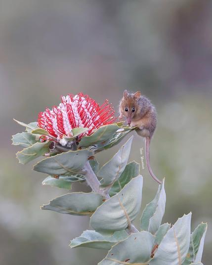 honey possom perched on a plant with silver green leaves and red and white flowers