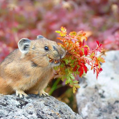 japanese pika with autumn plants in their mouth