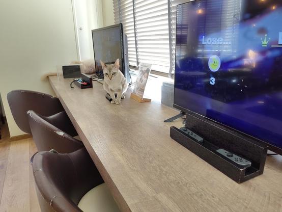 Photo d'un petit chat beige installé sur un comptoir sur lequel se trouvent aussi des ordinateurs à disposition des clients