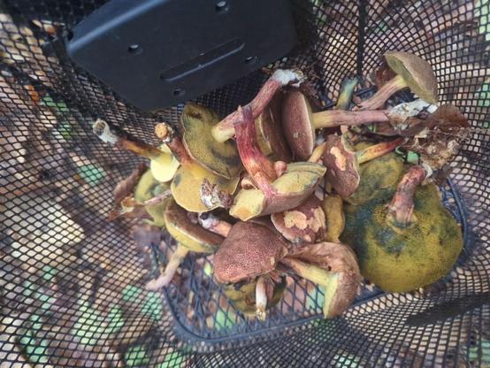 collecte du jour en foret, plusieurs petits cèpes dans un panier de vélo