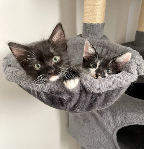 Two small black and white kittens peeking their heads from a cat tree basket, one with one paw on the rim of the basket