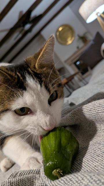 Chaton qui lèche un trognon de concombre