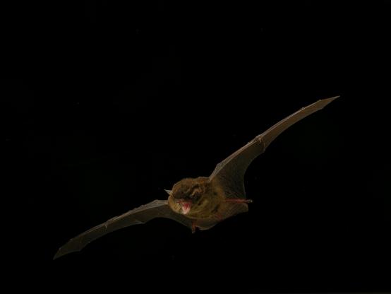 A bat in flight, wings fully extended and facing slightly away from the camera. The body is compact and brown-furred with a rounded head and short, pointed ears. Its mouth is open, showing a v-shaped jaw as though screaming, revealing rows of small teeth and two prominent upper canines.