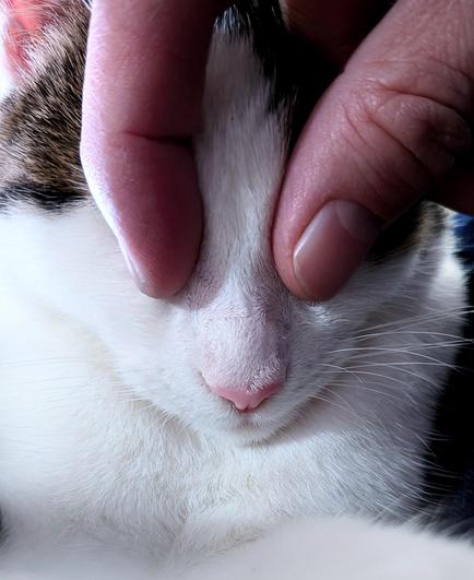 Photo de la tête du chaton. Mes doigts sur ses yeux.