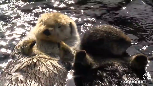 Two sea otters float on their backs side by side in sunlit water while holding paws.