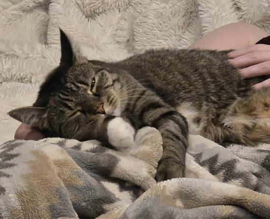 A brown tabby cat with white paws and chest lays on a fuzzy blanket on a person's lap