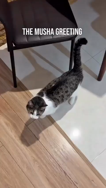 Several clip by ig/georgian.musha of their cat, Musha, greeting their owner by plopping and roll over to show their belly, smacking into objects and walls while they do so. Flump maxxing