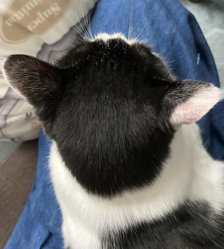 膝の上で寛いでいる白黒猫の頭頂部。