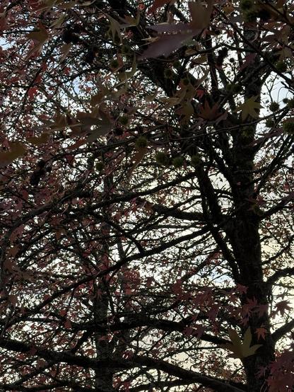 Des arbres et branches entremêlées.