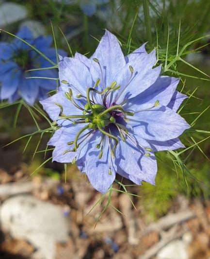 la nigelle, une fleur bleue aux nombreux pétales entourant un coeur vert en relief