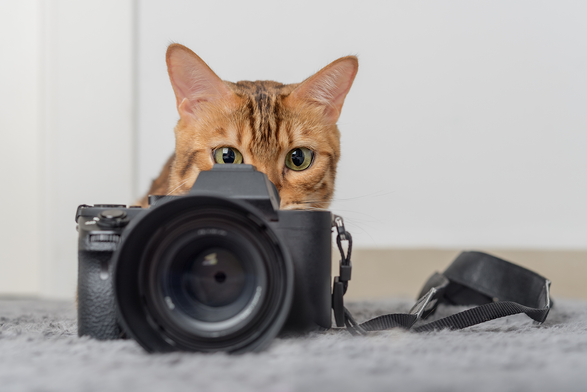 Photographer kitteh is ready for your closeup
