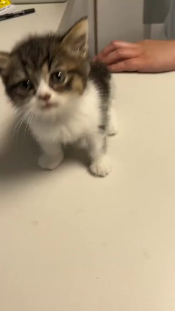 Un chaton pas content miaule de toutes ses forces