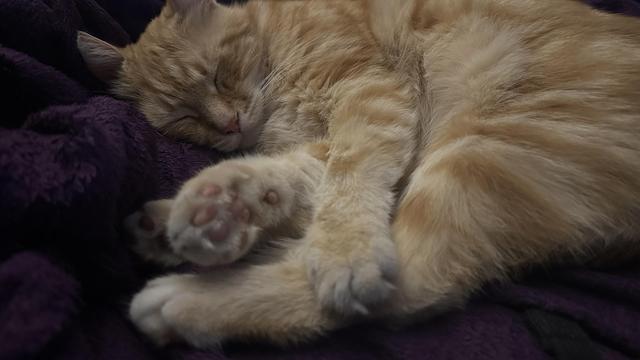 Washy the cat sleeping on the couch