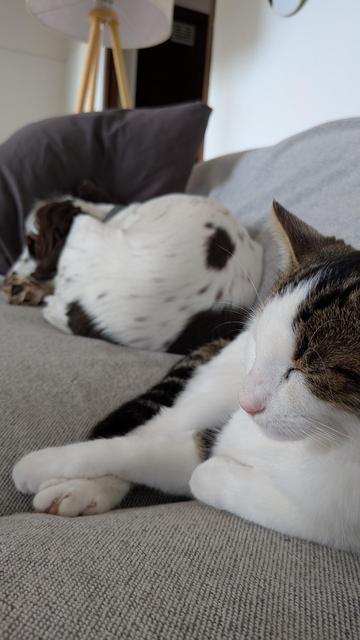 Le chaton géant et la cocker dorment sur le canapé