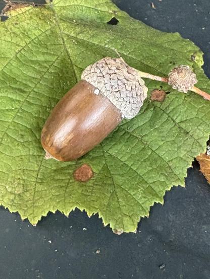 Un très joli gland sur une feuille.