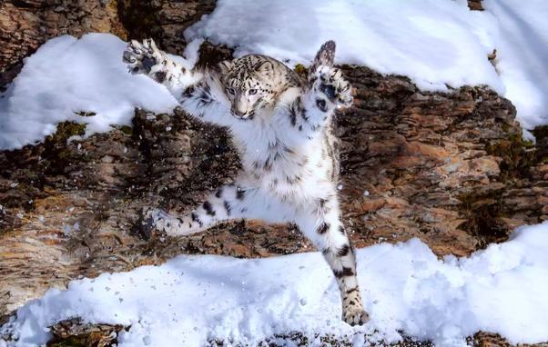 wild snow leopard mid air mid jump
