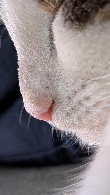 Gros plan sur le nez rose du chaton