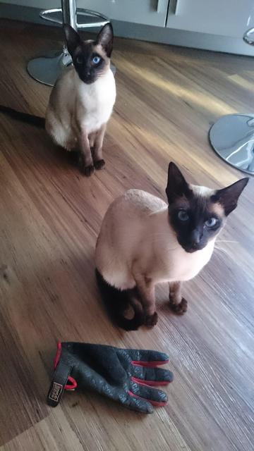 Two Siamese cats sitting next to a glove