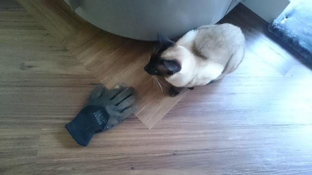 A Siamese cat by a glove