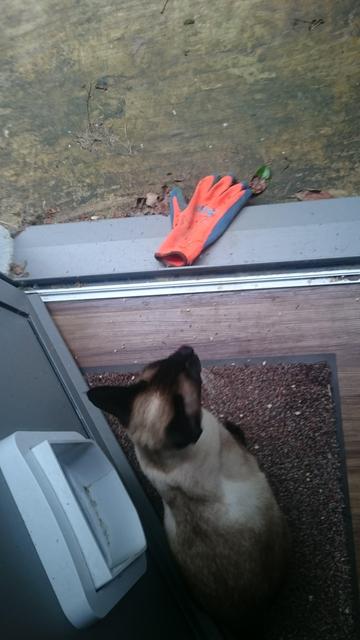 A Siamese cat looking at a glove in a doorway
