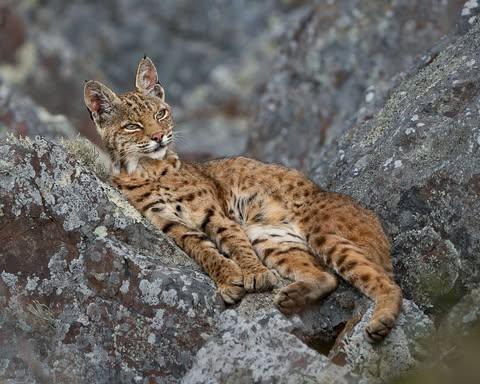 bobcat resting on sunwarmed boulders