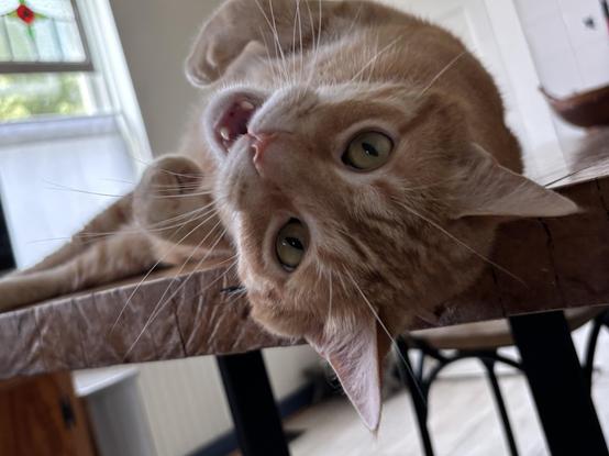 Squeak, a ginger Tabby, rolls on the kitchen table apportioned to the cats.
