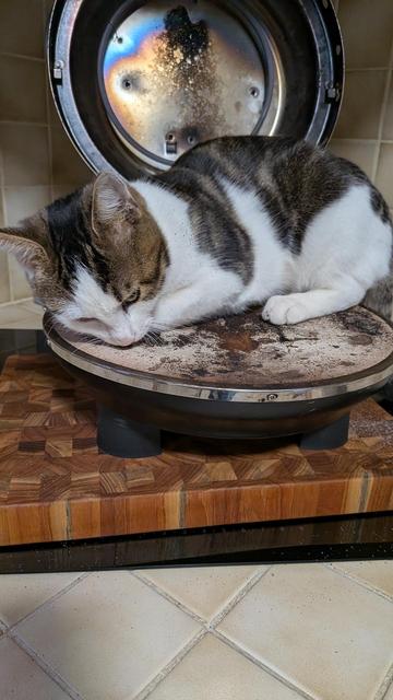 Le chaton allongé sur la plaque d'un four à pizza ouvert