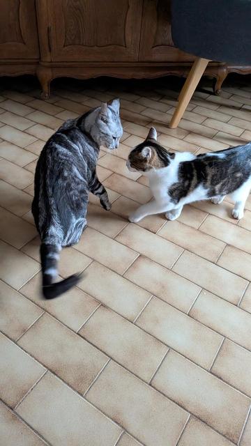 Le chaton s'approche de la grise.
On ressent une tension entre les deux