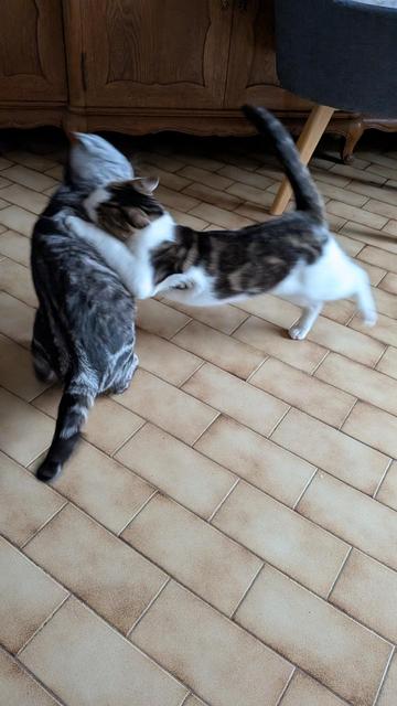 Photo floue : la chaton se jette sur la grise
