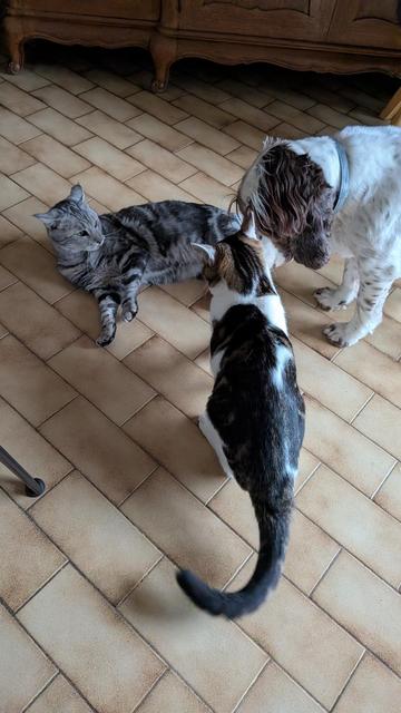 La cocker vient apaiser tout le monde