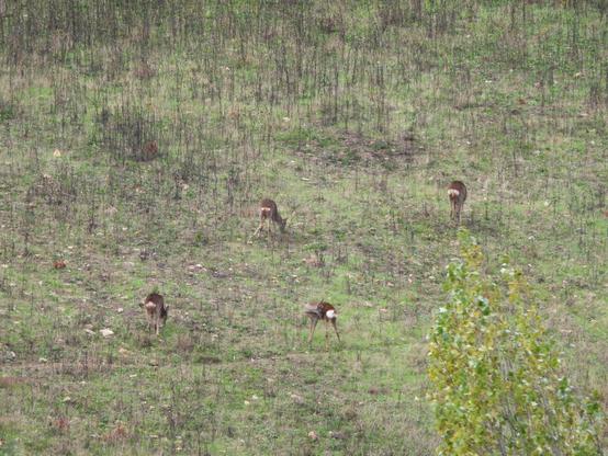 Dans une prairie, 4 chevrettes qui brouttent