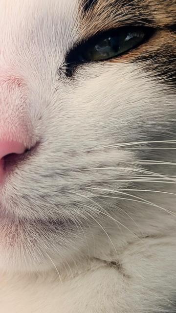 Gros plan sur la tête du chaton qui s'endort