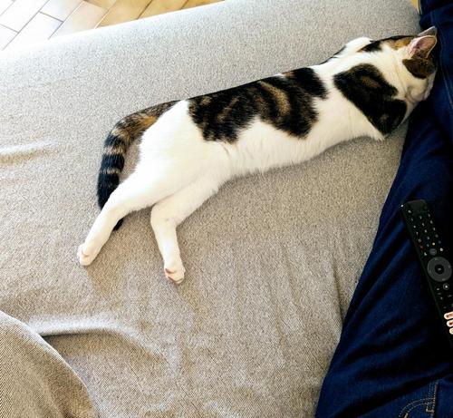 Le chaton qui prend toute la largeur de la méridienne. Sa tête écrasée contre ma jambe