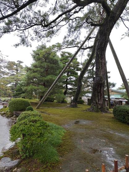 Photo d'un arbre supporté par des étais en bois.