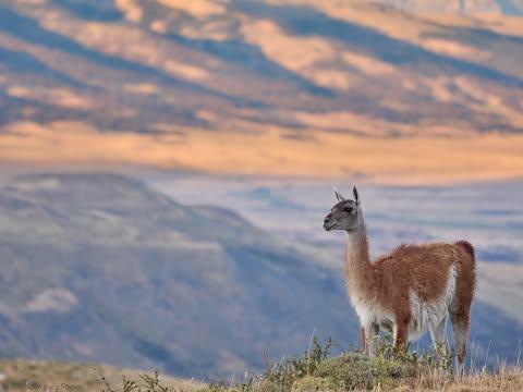 "From earlier this year, a Guanaco atop a ridge as the sun sets on the hills of Patagonia."
