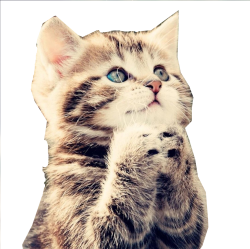 :chat_qui_mendie: :chat_qui_mendie: