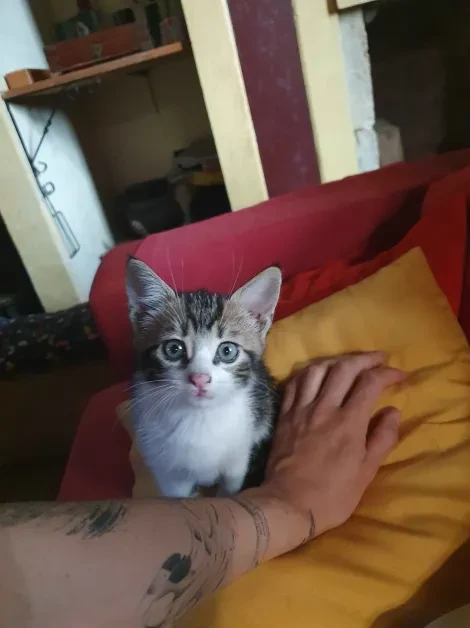 Photo du chaton, pelage tabby sur le dos et la tête, blanc sur le museau et le ventre, qui regarde l'objectif. Il a les yeux bleus gris, il semble avoir 3 ou 4 mois.