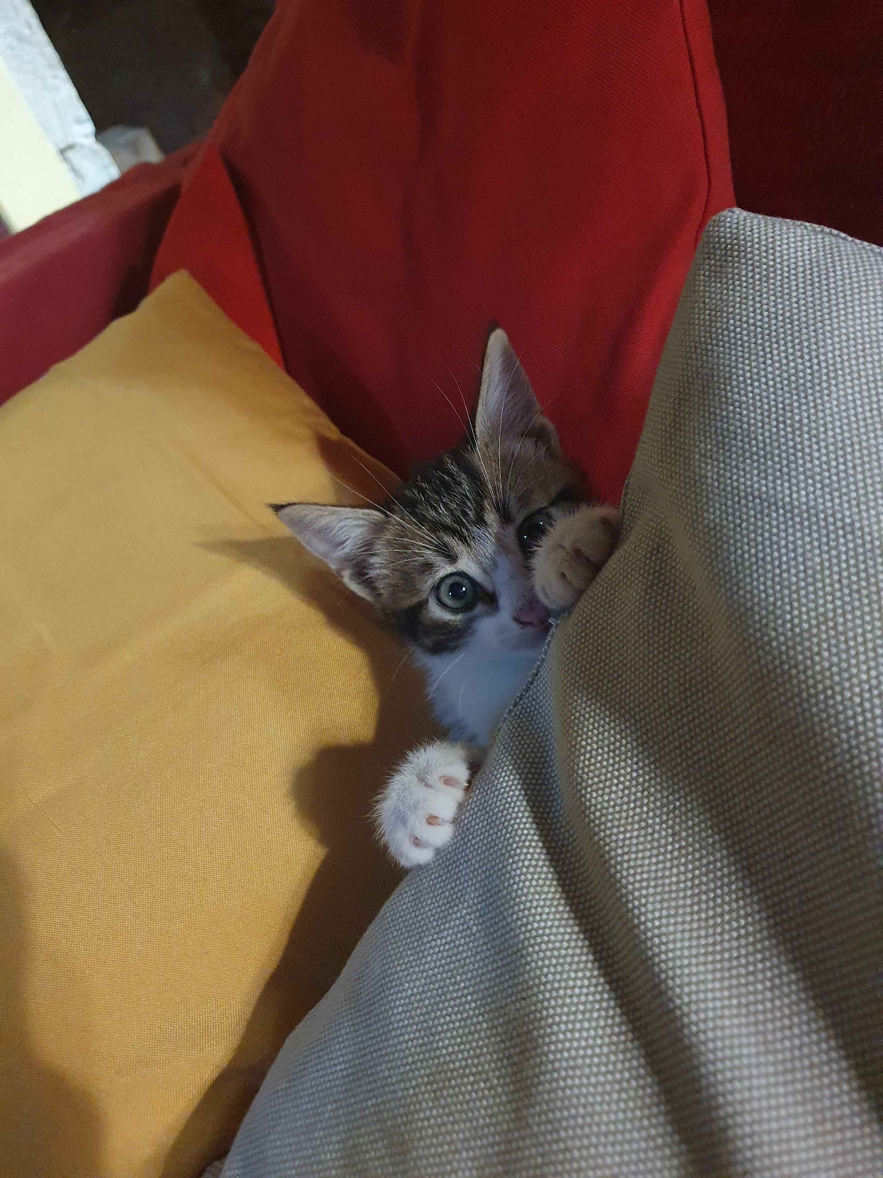 Une autre photo du chaton caché derrière un coussin du canapé, il a l'air joueur.