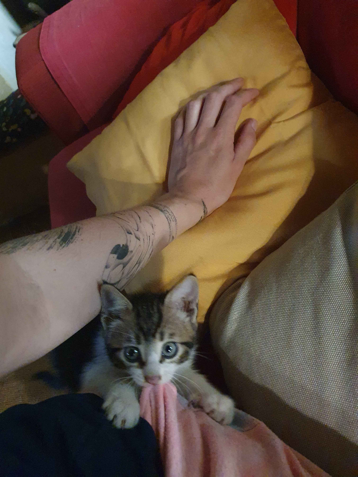 Autre photo, le chaton tient un bout de plaid entre ses dents en regardant d'un air coquin le copain qui le prend en photo.
