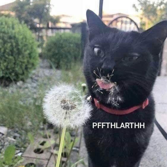 Picture of a black cat looking at a dandelion in confusion, with its tongue sticking out and pollen all around its mouth. A caption says: "Pffthlarthh".