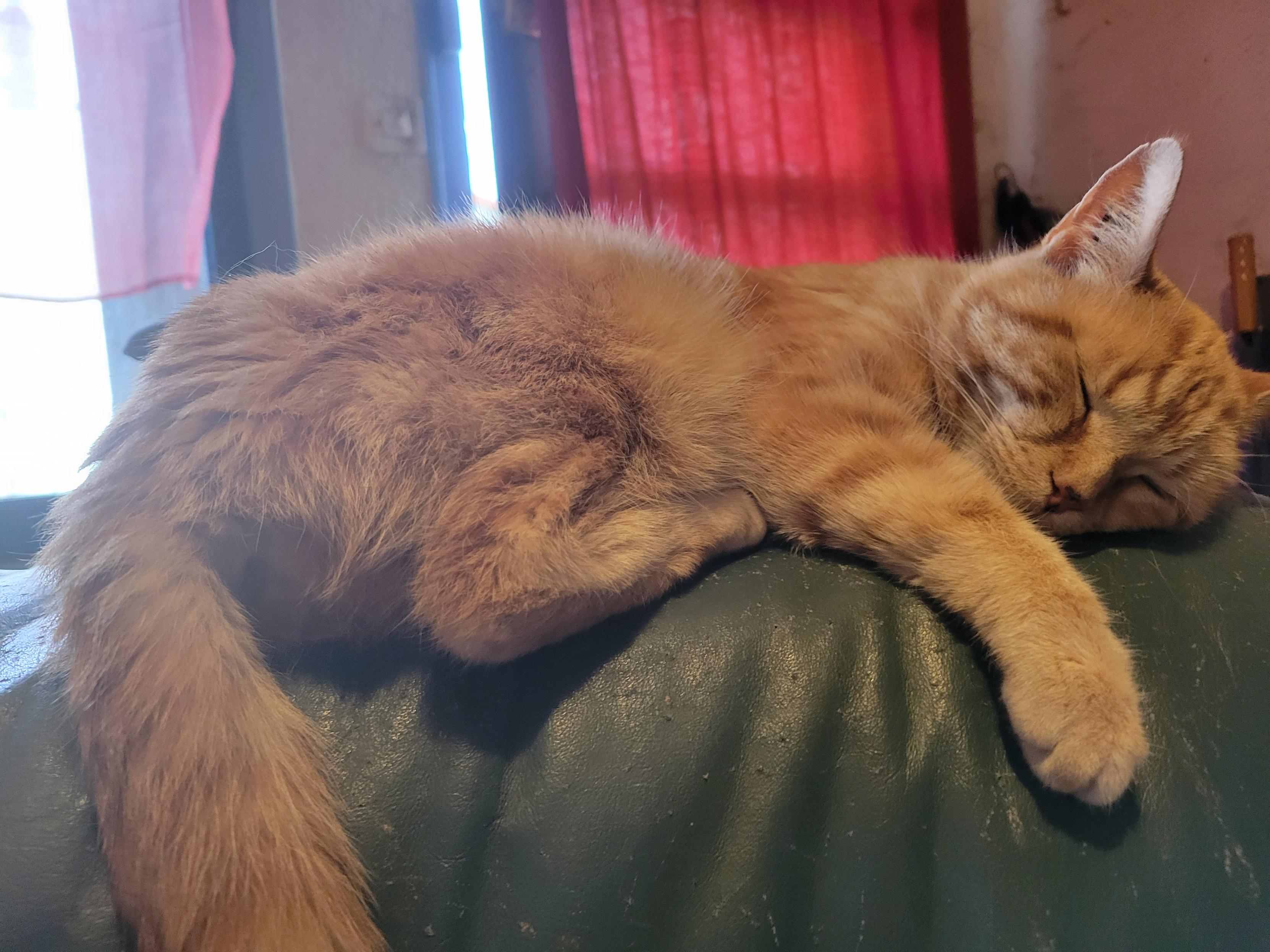 Chat roux qui fait dodo sur le dossier du canapé