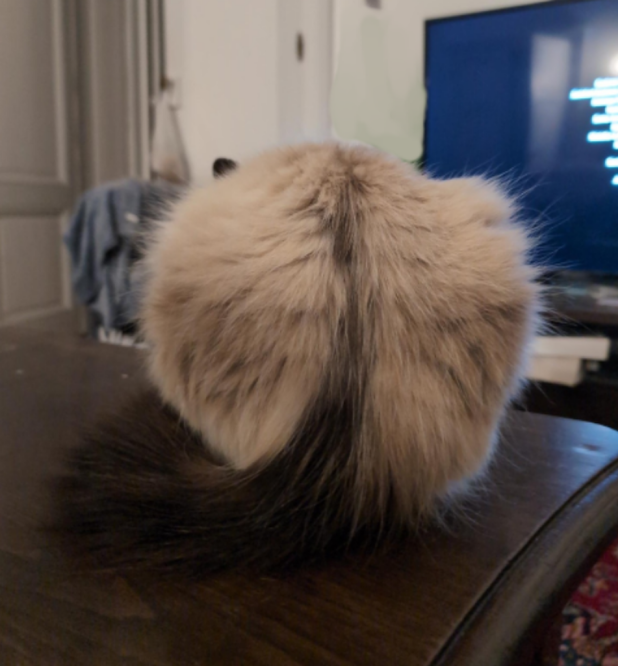 Photo d'un chat de dos. Au milieu de ses poils beiges, une grande ligne noire, qui continue sur la queue noire, lui fait comme une raie du cul (les deux fesses étant ses cuisses).